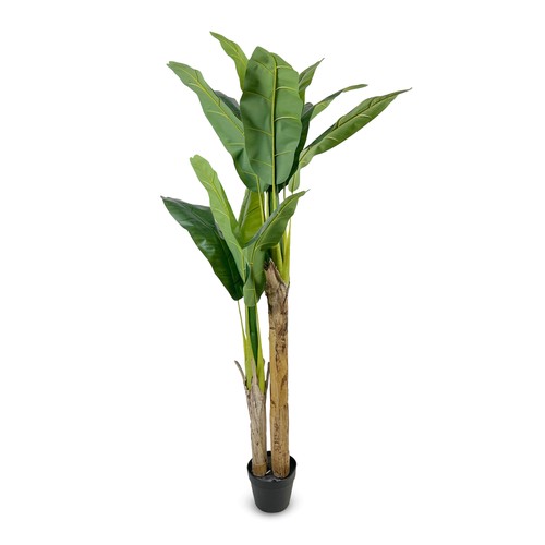 Ivoq pianta banano - ivoq,
