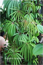 Begonia luxurians ° bégonia