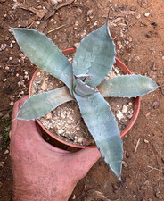 AGAVE PARRYI - PIANTA DA