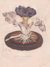 Amorphophallus Elephant Foot