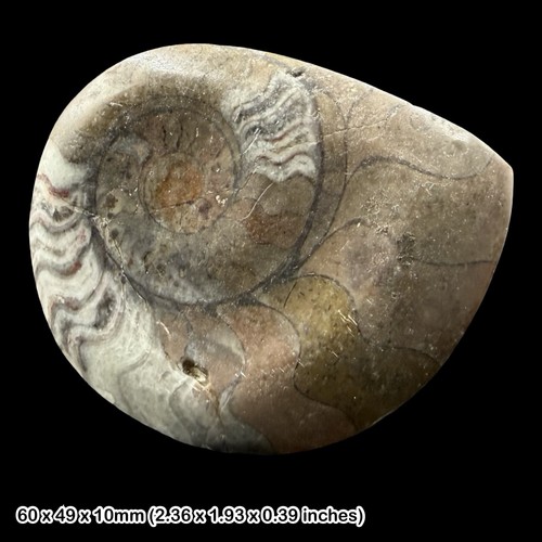 Fossil goniatite ordovician - goniatite,
