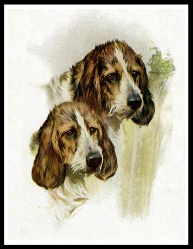 Petit basset griffon vendeen - petit,