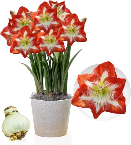 Bulbi amarillide minerva - di,