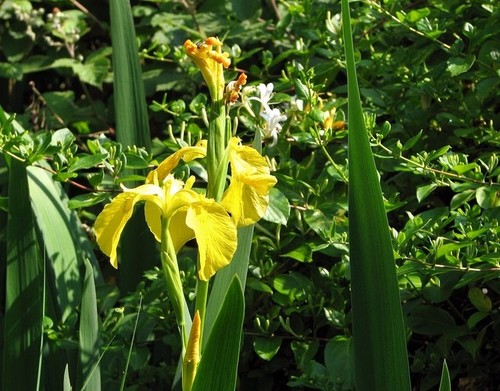 Photo 6x4 yellow - photo, iris