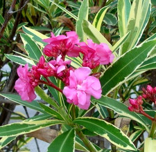 SCARLER OLEANDRO VARIEGATO