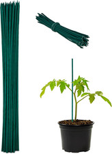 Canne Di Bambù 30 Cm, Set 50