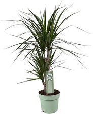 Dracaena Marginata Pianta -