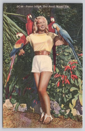 Cartolina miami parrot - miami, fl