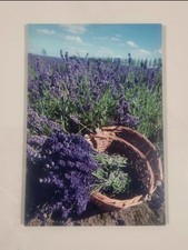 Quadri Provenza Fleur
