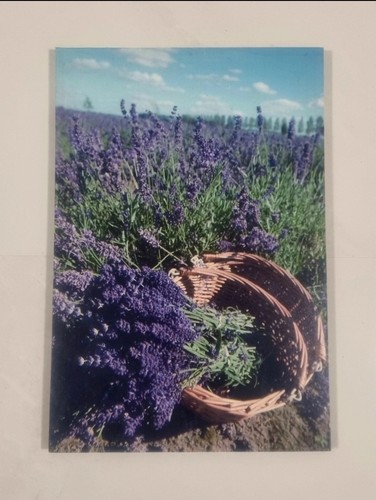 Quadri provenza fleur - quadri,