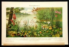1908 Old Original Cromolitografia.PIANTE ACQUATICHE I -WASSER PFLANZEN I.Meyers.