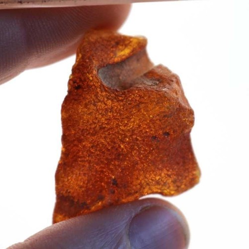 Pezzo pietra ambra baltica - pezzo,