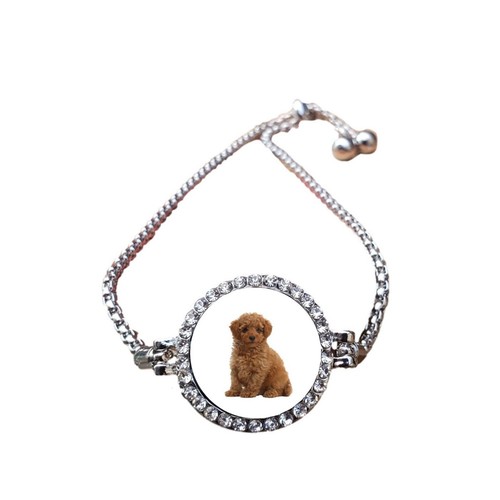 Toy poodle dog - dog, family