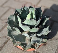 Agave potatorum - agave,