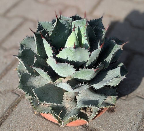 Agave potatorum - agave,