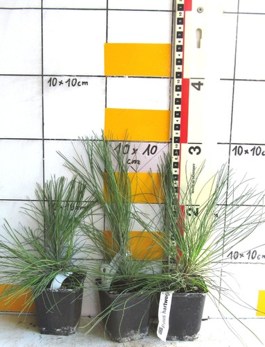 Pinus hartwegii raro - pinus,