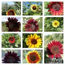 70 semi Mix color semi