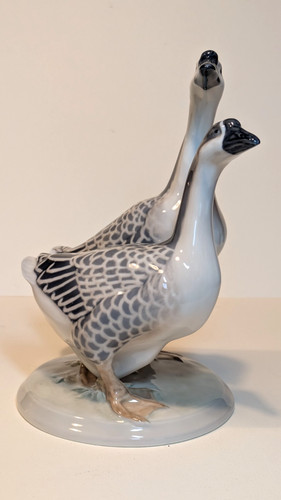 Coppia oche royal - coppia,