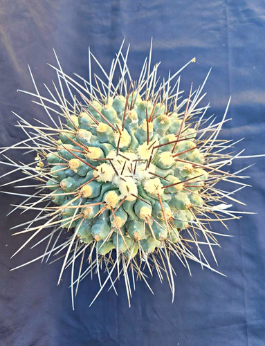 Thelocactus lophothele - , v