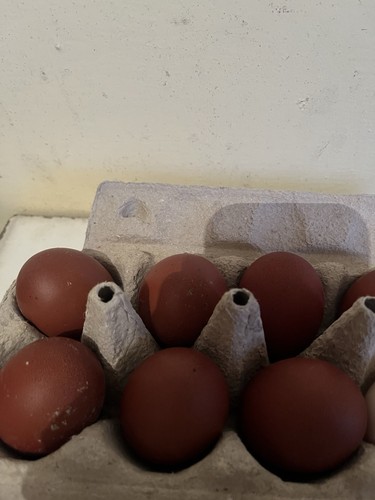 Uova feconde marans nero - uova, feconde,marans