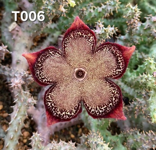 Edithcolea grandis t006 - grandis, "t006"