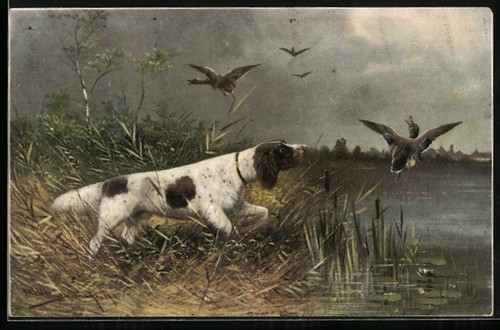 Cartolina artista müller - cartolina, m.