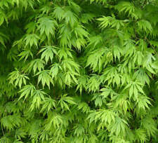 Acer palmatum polymorphum cv "Midori" 緑 - Midori Acero Giapponese