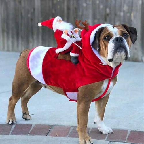 Natale babbo - babbo,