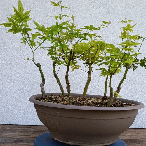 Bonsai boschetto acero - bonsai,