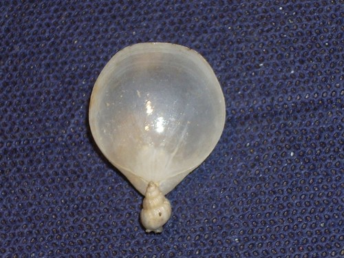 Gryphus vitreus with - gryphus,