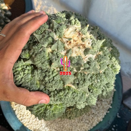 Ariocarpus ret cauliflower - ret.,