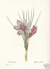 Crocus sativus zafferano - sativus,