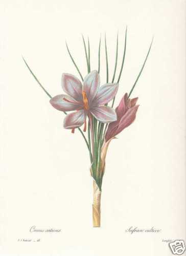Crocus sativus zafferano - sativus,