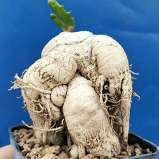 Euphorbia stellata caudex - euphorbia, "caudex"