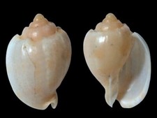 Harpidae, Austroharpa punctata, Off Port Lincoln, S. Australia, 29,3 mm, RARE