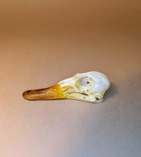 Taxidermy, Cabinet De Curiosites : Alzavola Teschio (Anas crecca)