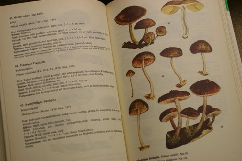 Manuale amici dei funghi - amici,