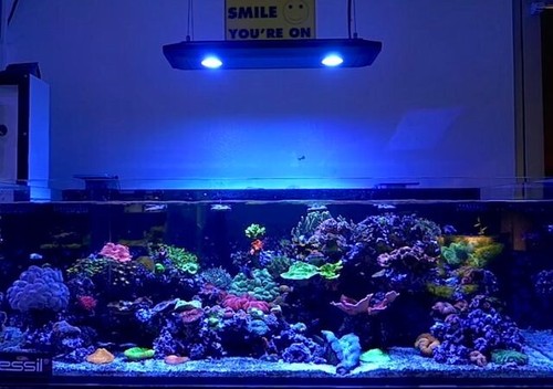 Kessil ap700 plafoniera led - kessil,