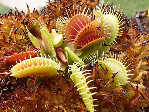 Dionaea muscipula antonov - dionaea,
