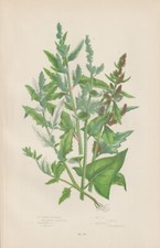1905 Piedi d'oca (Chenopodium)