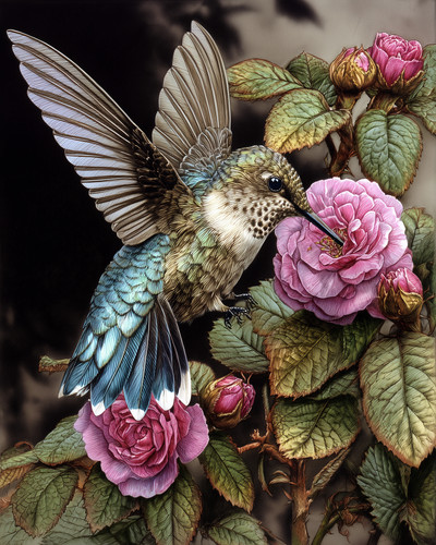 Colibrì hovering accanto - colibrì,