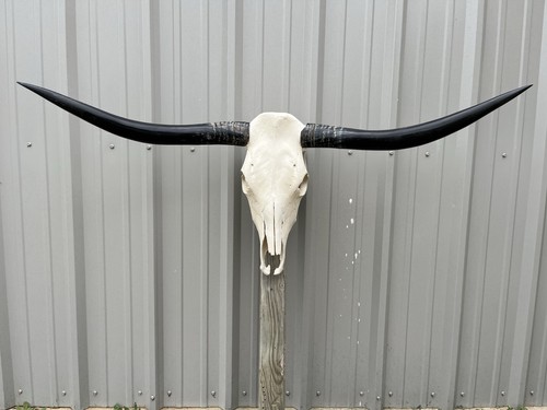 Longhorn teschio sterzo 4 - sterzo,