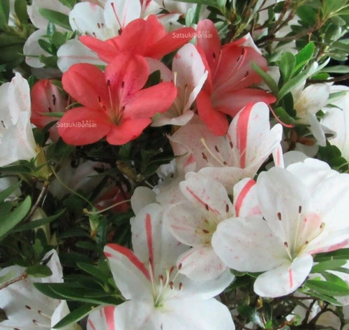 ~~IVERYYANA~~Azalea