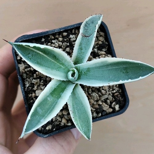 Agave patonii variegata - agave,