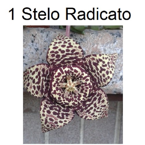 Piante grasse stapelia - piante,