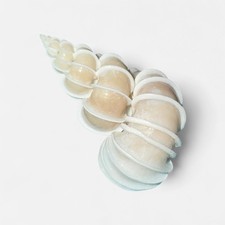 Rare wentletrap shell - rare,