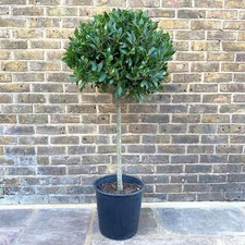 Alloro laurus nobilis pianta - alloro,