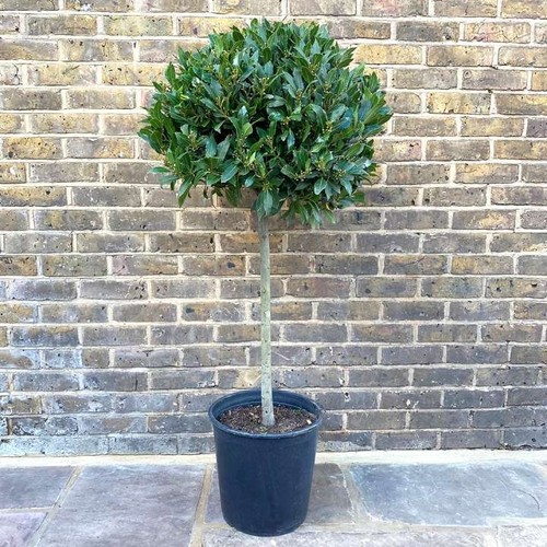 Alloro laurus nobilis pianta - nobilis",