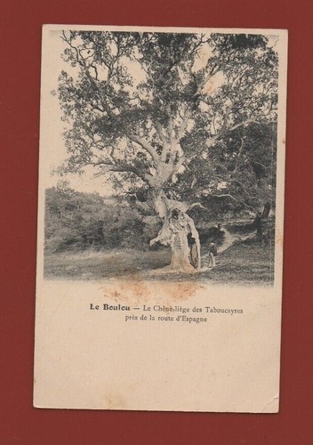 Bulu quercia sughero - il,
