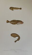 MONTAGU'S SUCKER NETWORK